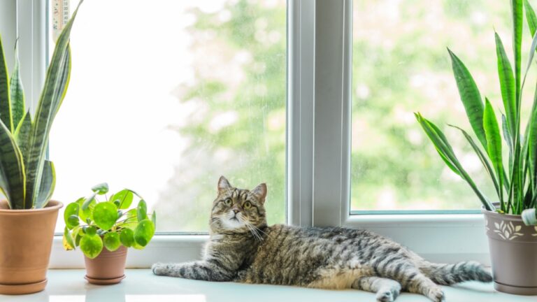Cute cat lays on a window sill with home plants. Cat friendly and non toxic plants for pets concept.