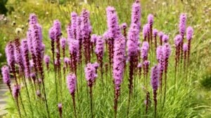 Liatris spicata, the dense blazing star, prairie feather, gayfeather or button snakewort, is a herbaceous perennial flowering plant.