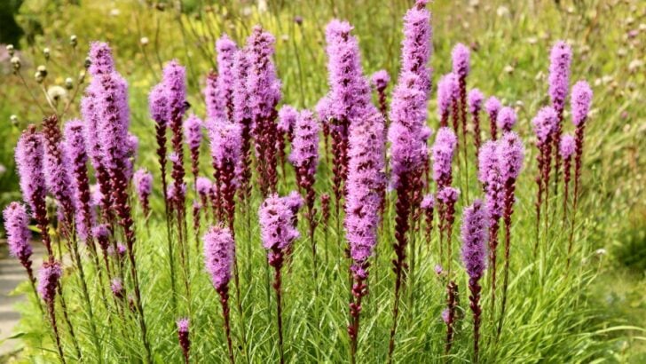 19 Vertical Plants That Do Well in Narrow Spaces