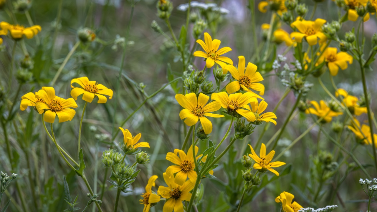 Yellow Blooms of Engelmann Daisy, Engelmannia peristenia