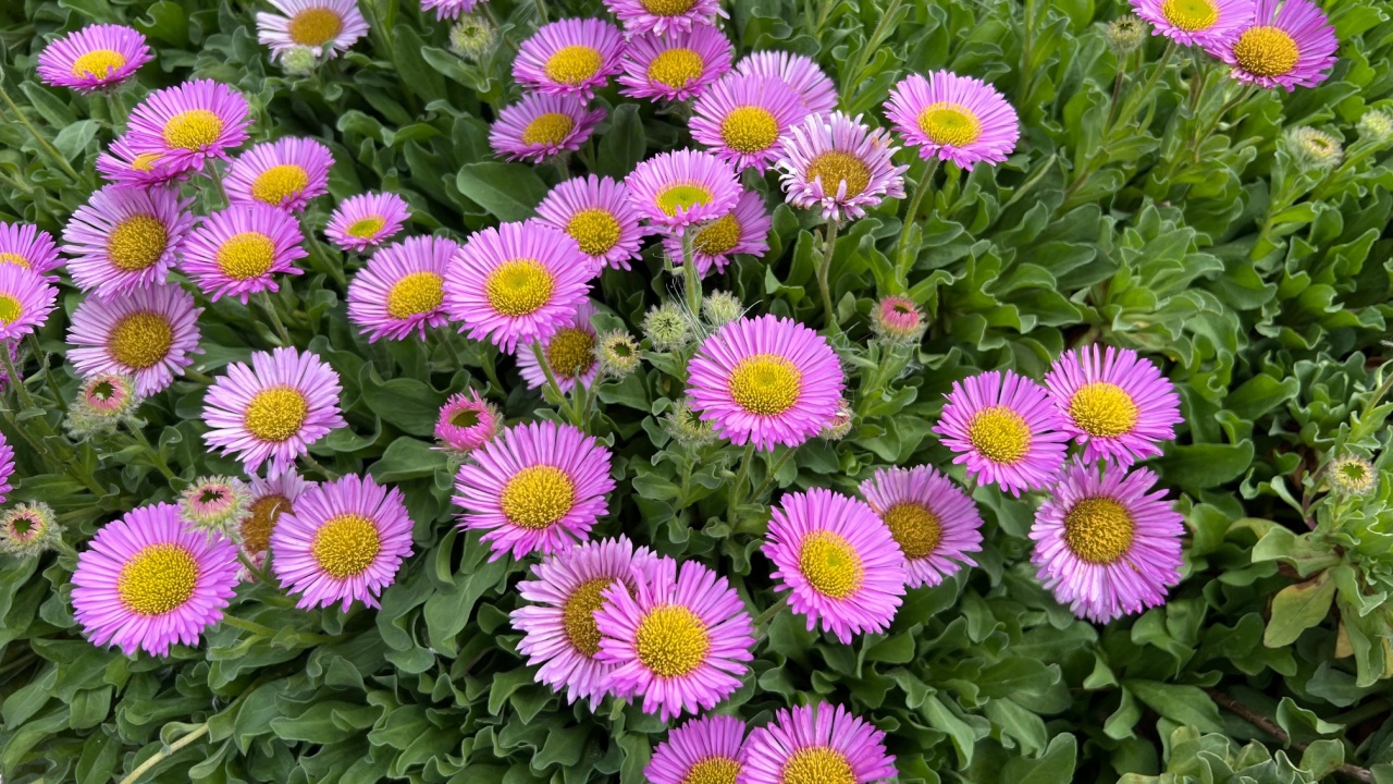 Erigeron glaucus (Seaside Daisy) flowering in a coastal location in summer in Scotland