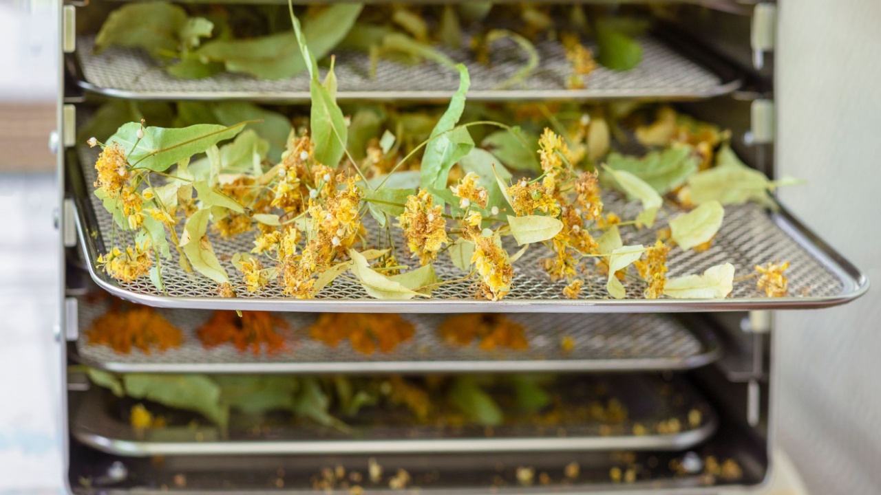 Drying Herbs in Food Dehydrator Dryer at Home . Dry Fresh Herbs Flowers Blossom Leaves - Home Food Preservation.