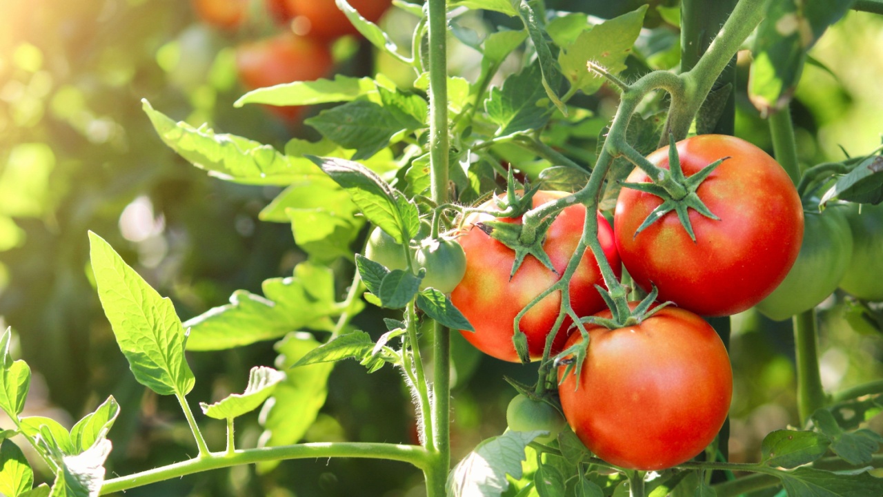 Beautiful red ripe tomatoes grown in a greenhouse.Summer.