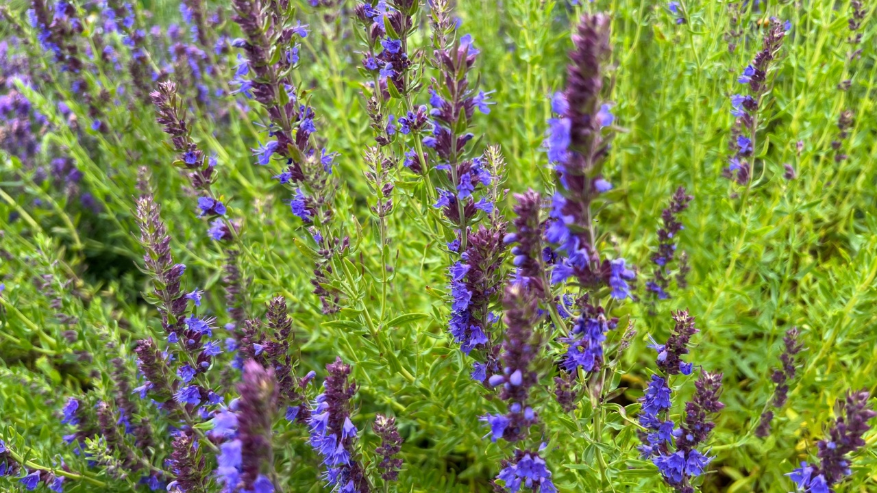 Hyssop (Hyssopus officinalis) flowering in summer