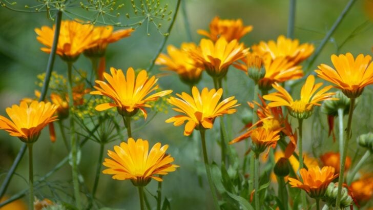 21 Flowers You Can Grow from Seed This Season