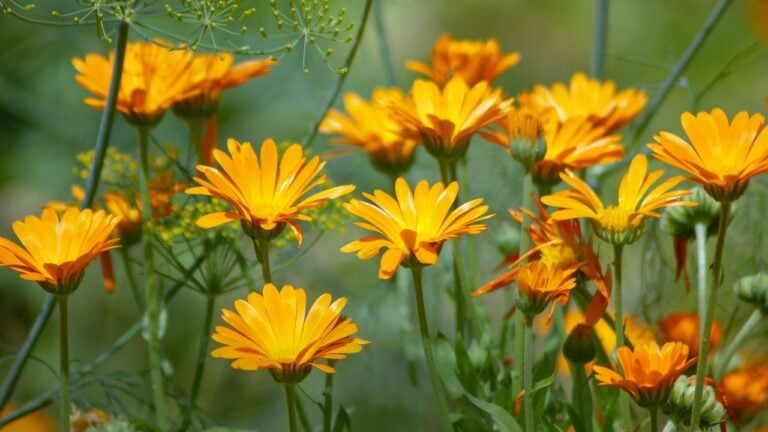 Field with calendula flowers in the garden. Marigold has been used in tinctures, ointments, and washes to treat burns, bruises, and cuts