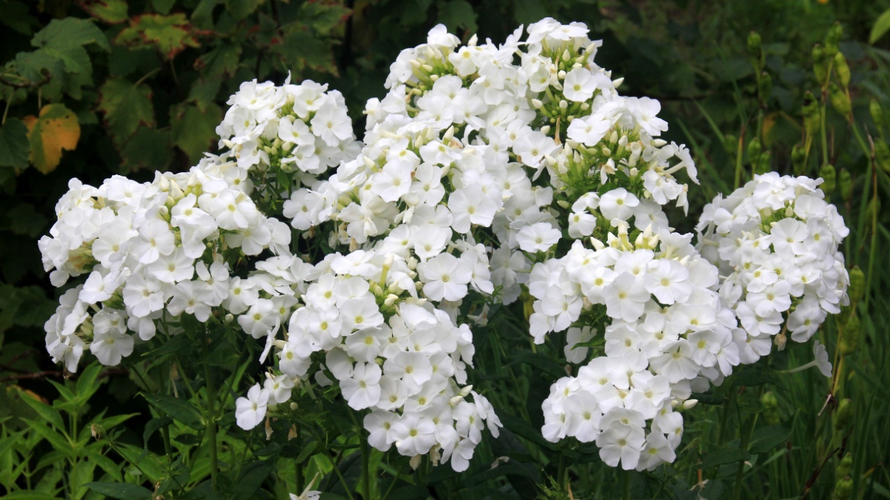 White Tall Garden Phlox in bloom, Phlox paniculata. White flower in the garden
