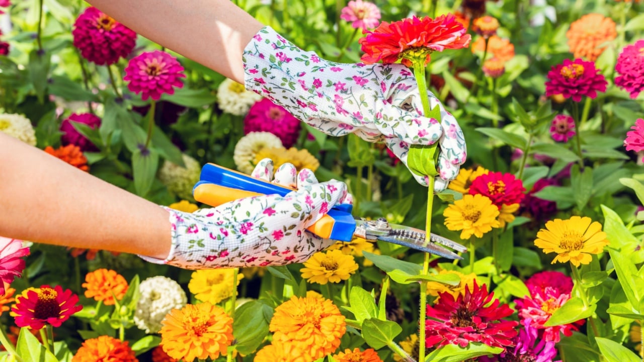 man wearing gardening gloves cutting zinnia flower with scissors. garden shears cutting the stem of a zinnia. woman cutting zinnia flower with scissors. zinnia flowers in a summer garden