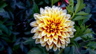 Yellow and red Dahlia Bodacious flower in a garden