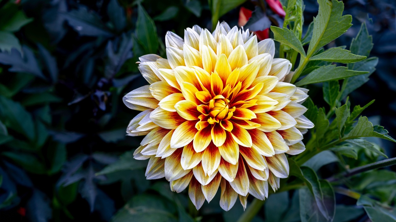 Yellow and red Dahlia Bodacious flower in a garden
