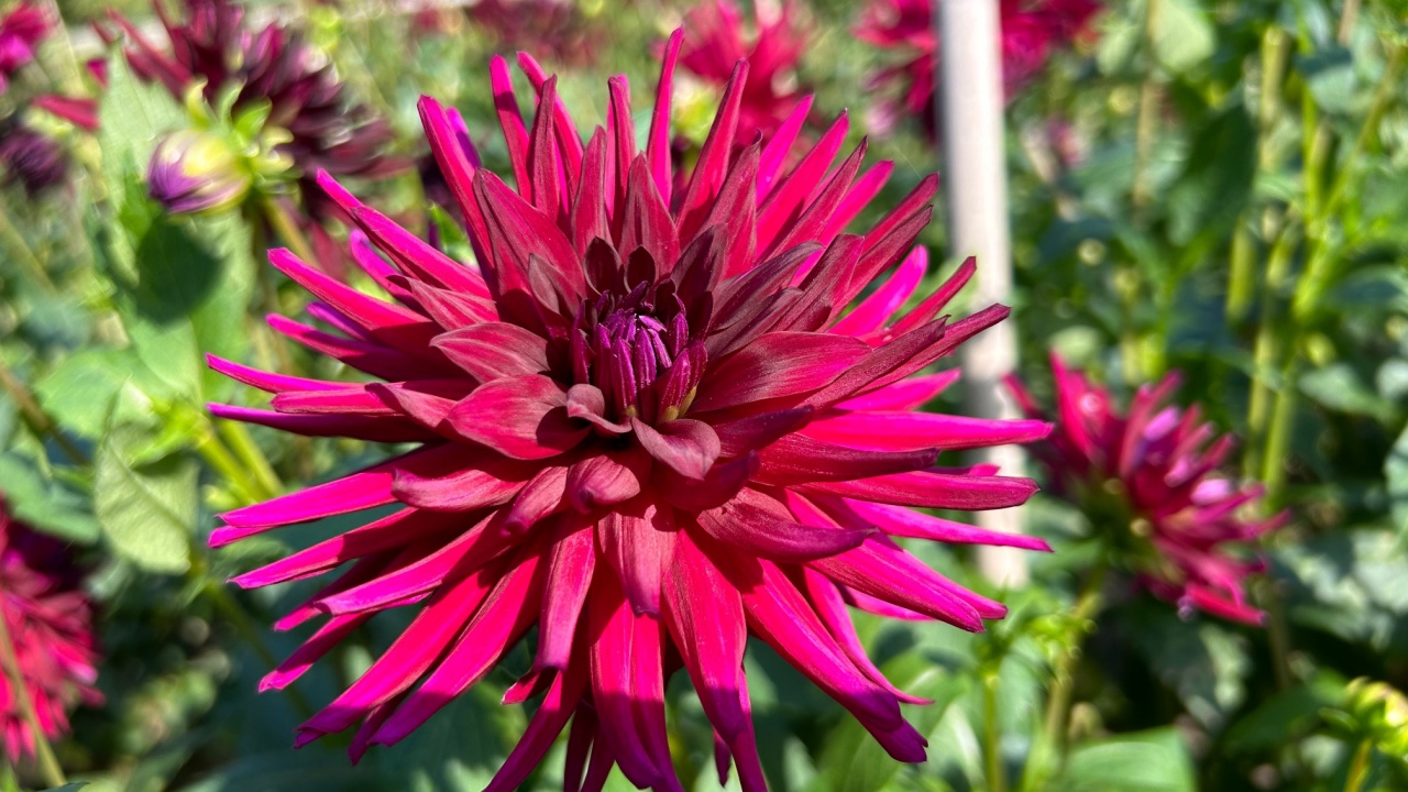 Dahlia ‘Chat Noir’ in full bloom close up