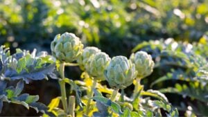 Closeup of ripe artichokes flower on farm field on sunny winter day in Spain