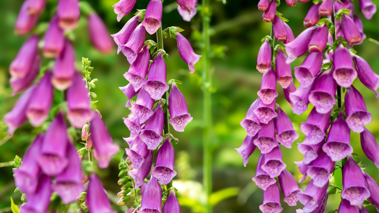 Foxglove (Digitalis purpurea) at the edge of the Woods at Eifel National Park in North Rhine-Westphalia, Germany on a Sunny Day