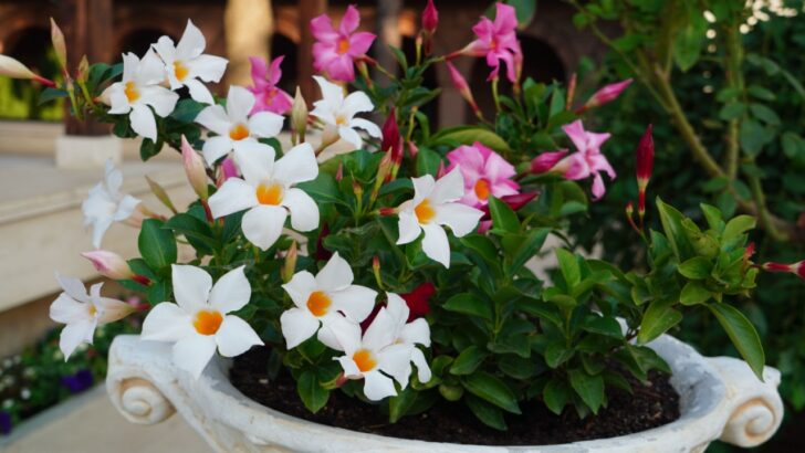 15 Plants to Move Indoors Before Fall