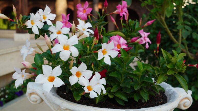 Closeup of mandevilla decorative tropical plant with white and pink flowers in a pot outdoor in the garden