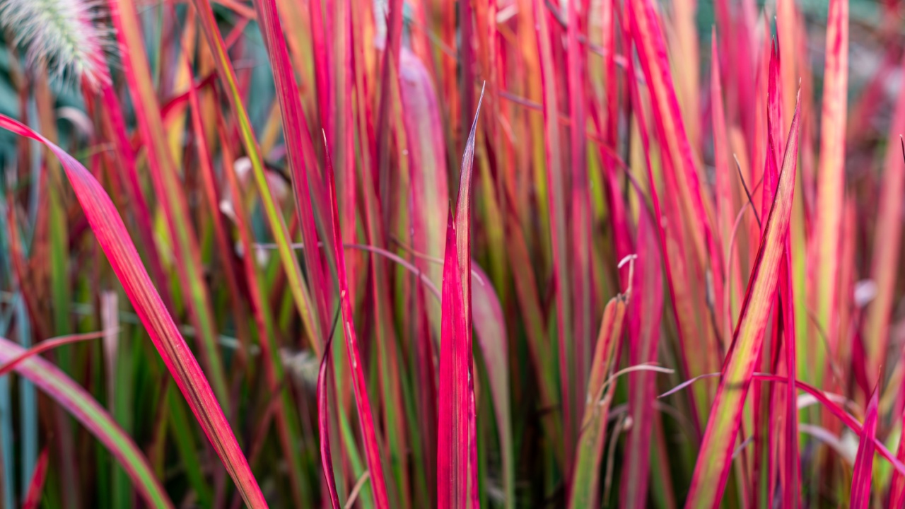 Imperata cylindrica, ornamental grass that contrasts with intense red, background of red ornamental grass,imperata cylindrica red baron