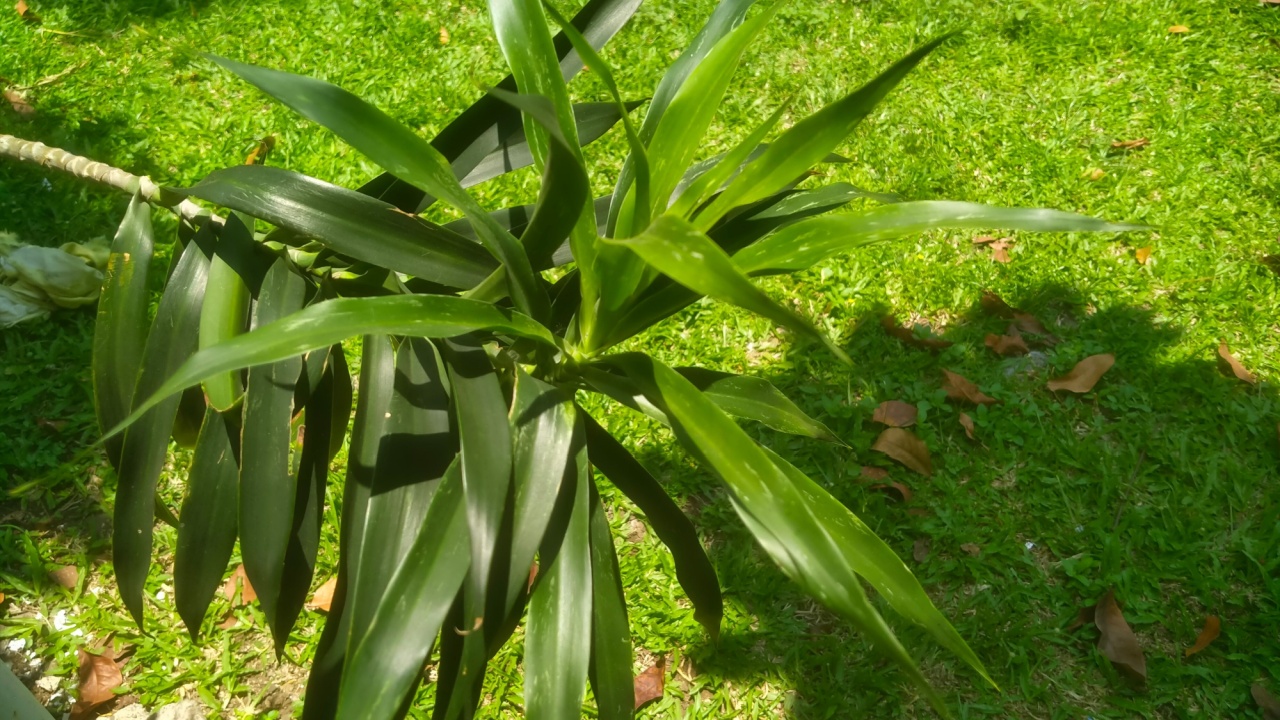 An In-Depth Analysis of Suji Leaves (Dracaena spp.): Exploring Their Culinary Uses, Nutritional Benefits, and Cultural Significance in Traditional Recipes