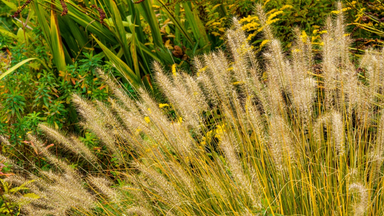 Beautiful grasses. Fountain grass (Pennisetum alopecuroides), also called Australian fountain grass, is a species in the grass family (Poaceae).