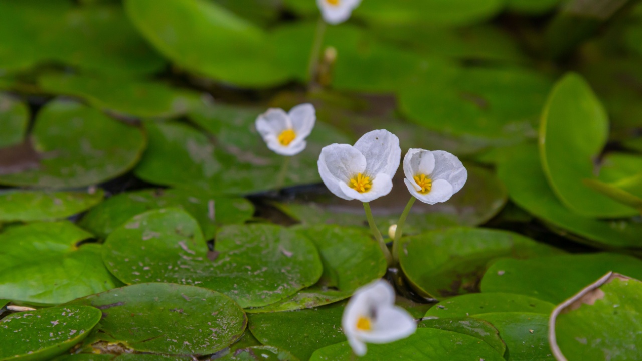 Hydrocharis morsus-ranae, frogbit, is a flowering plant belonging to the genus Hydrocharis in the family Hydrocharitaceae. It is a small floating plant resembling a small water lily.