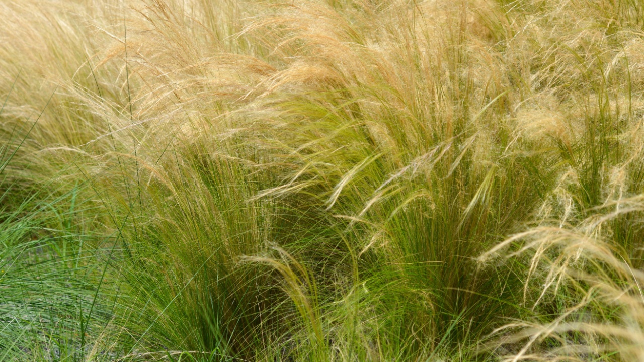 Mexican feathergrass leaves - Latin name - Nassella tenuissima