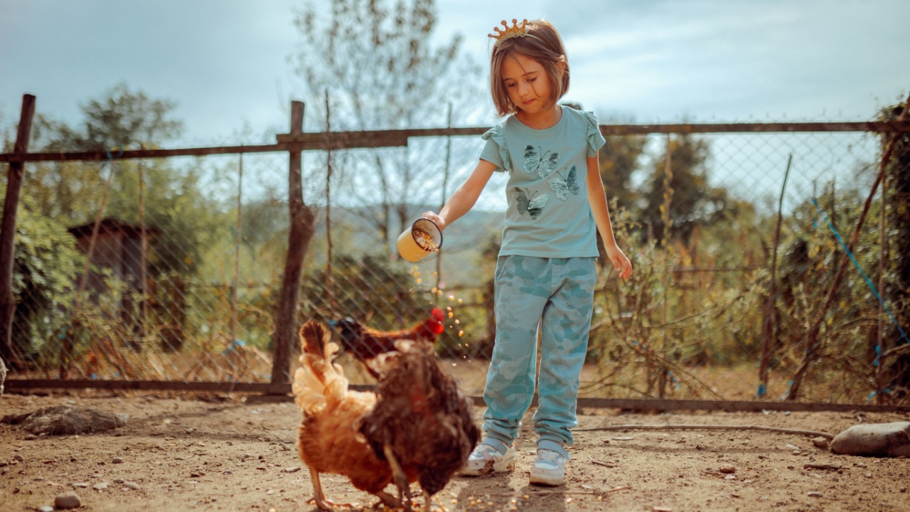 Little Girl Feeding Cornmeal to Free range Chickens. Nice friendly child taking care of domestic birds 