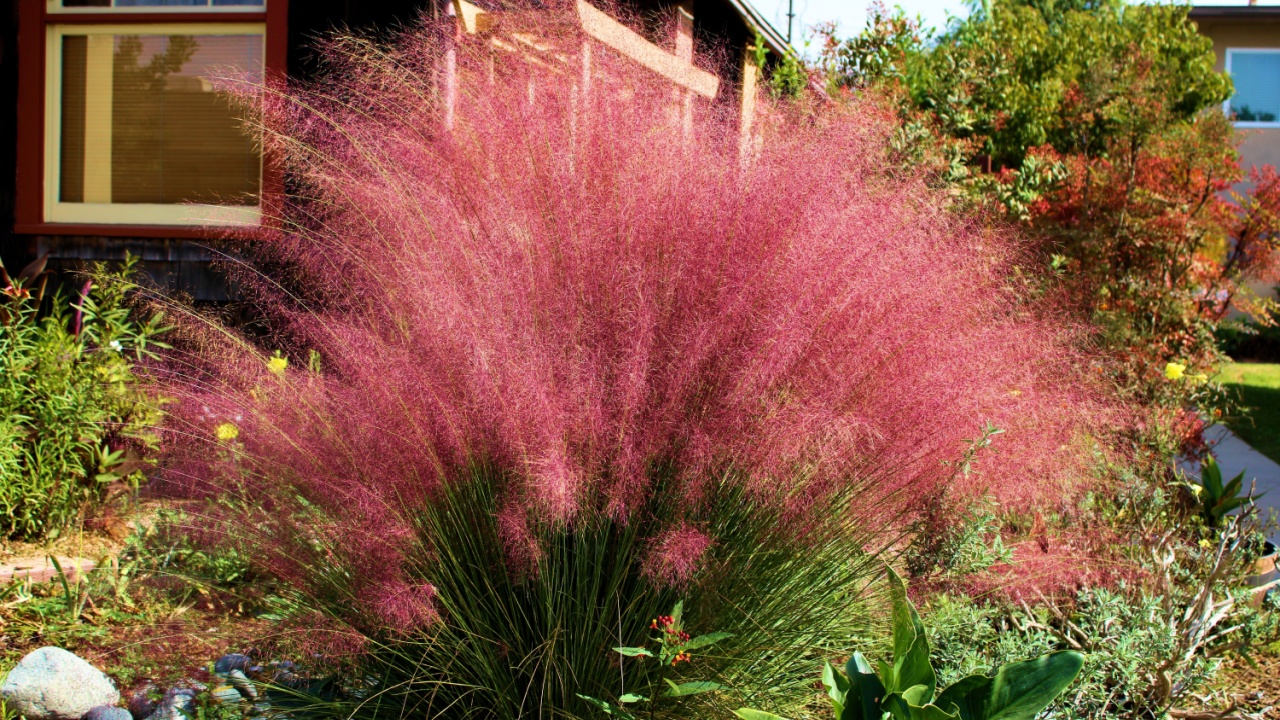 Pink Muhly Grass on a residential front yard taken at a drought tolerant garden in Los Angeles, CA