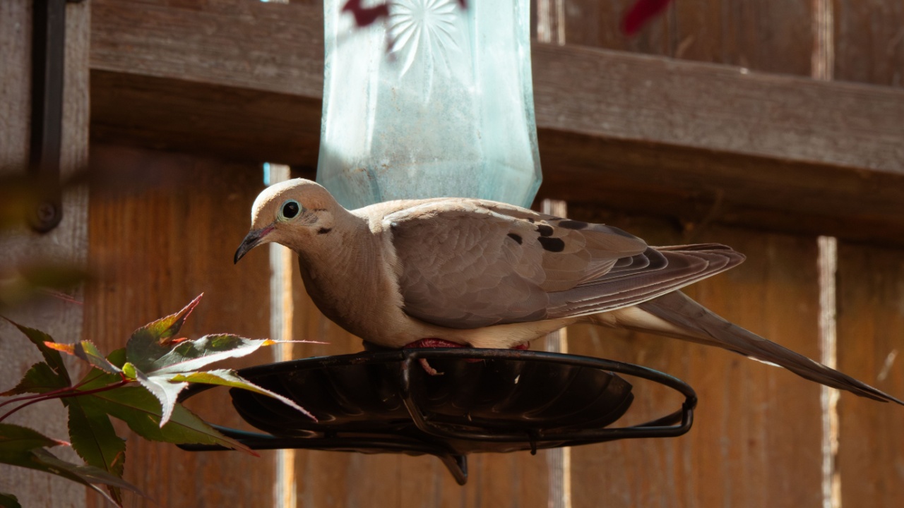 A mourning dove perched on a bird feeder.