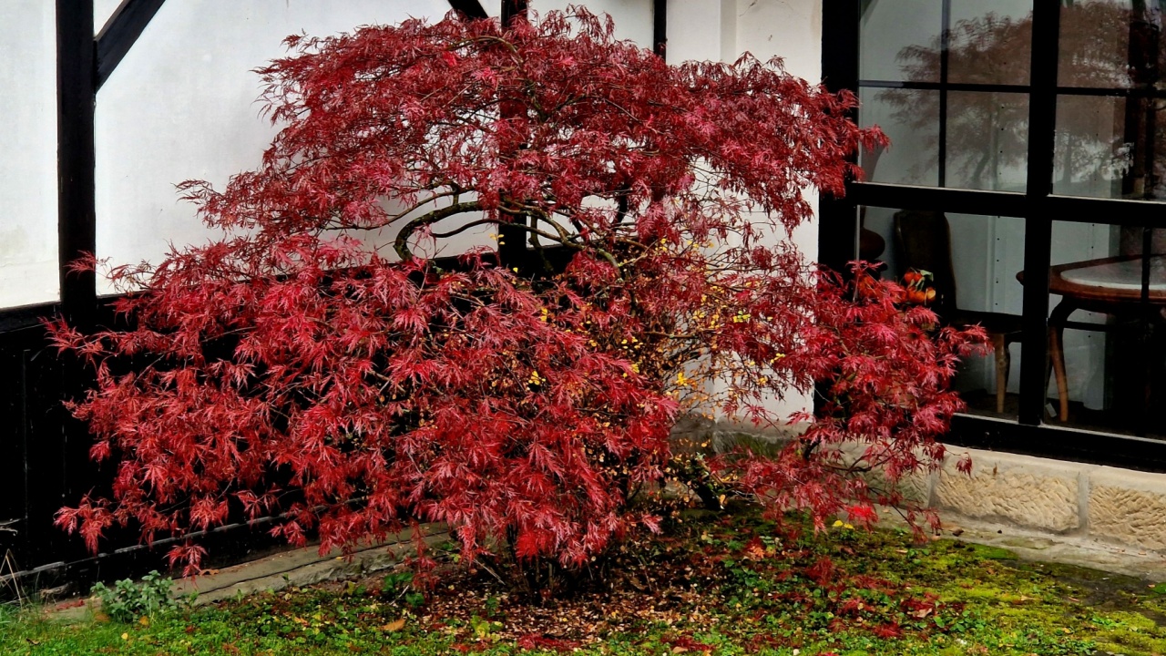 Maple medium fast growing cultivar reaching a height of 4m and a width of 3m. forms a relatively airy, later thickening rounded crown. The seven-lobed leaves have a dark purple color in spring,