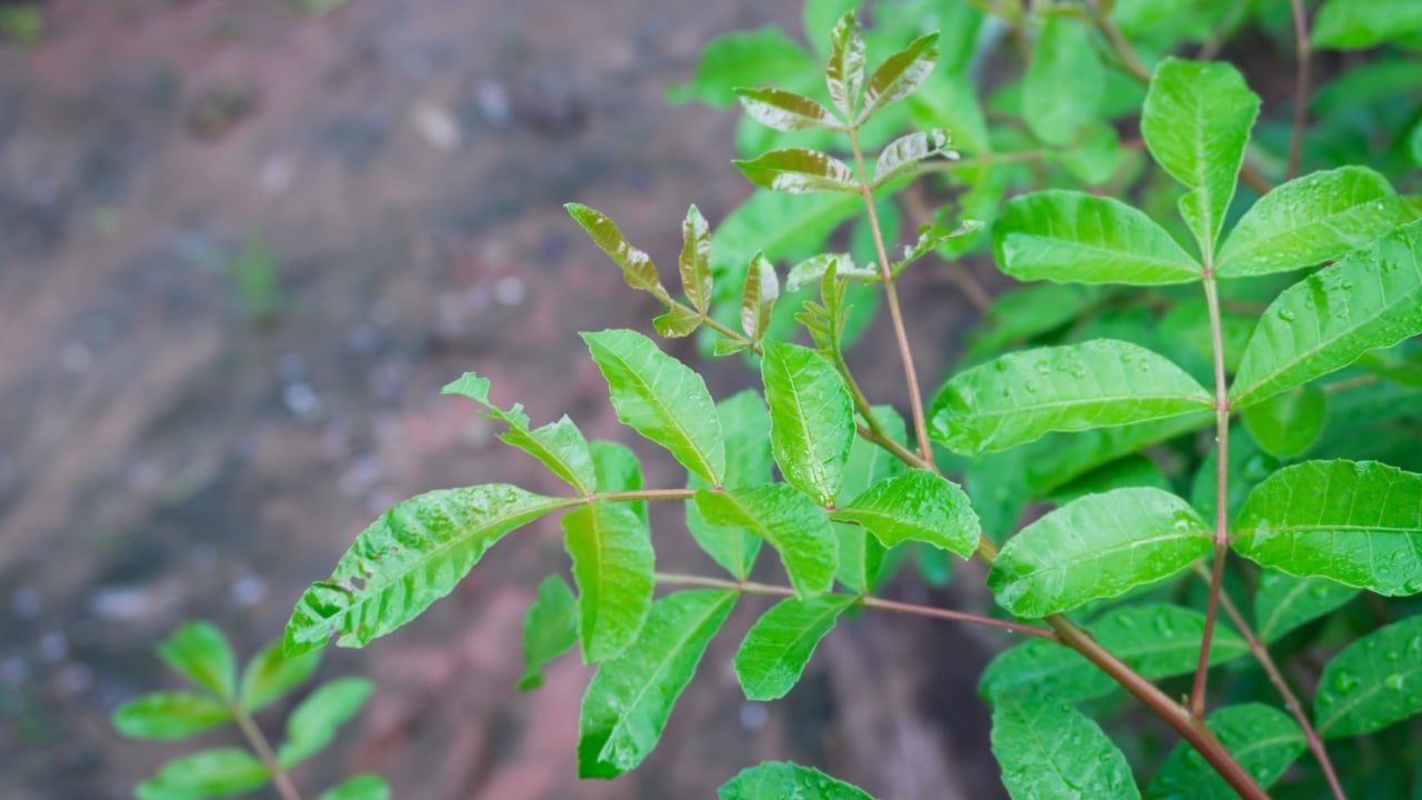 A detailed photo showcasing the glossy green leaves of a Brazilian pepper tree. The leaves appear wet, possibly from recent rain, and are highlighted against a blurred background. 