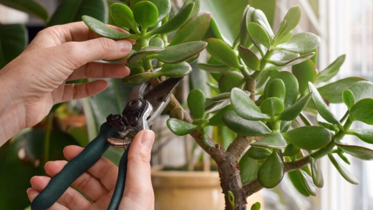 How to Prune Houseplants So They Thrive for Years to Come