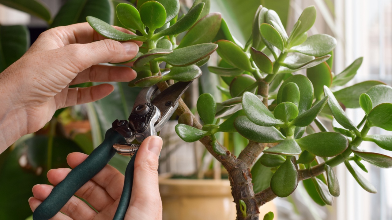 Person's hands pruning Jade tree houseplant with garden shears