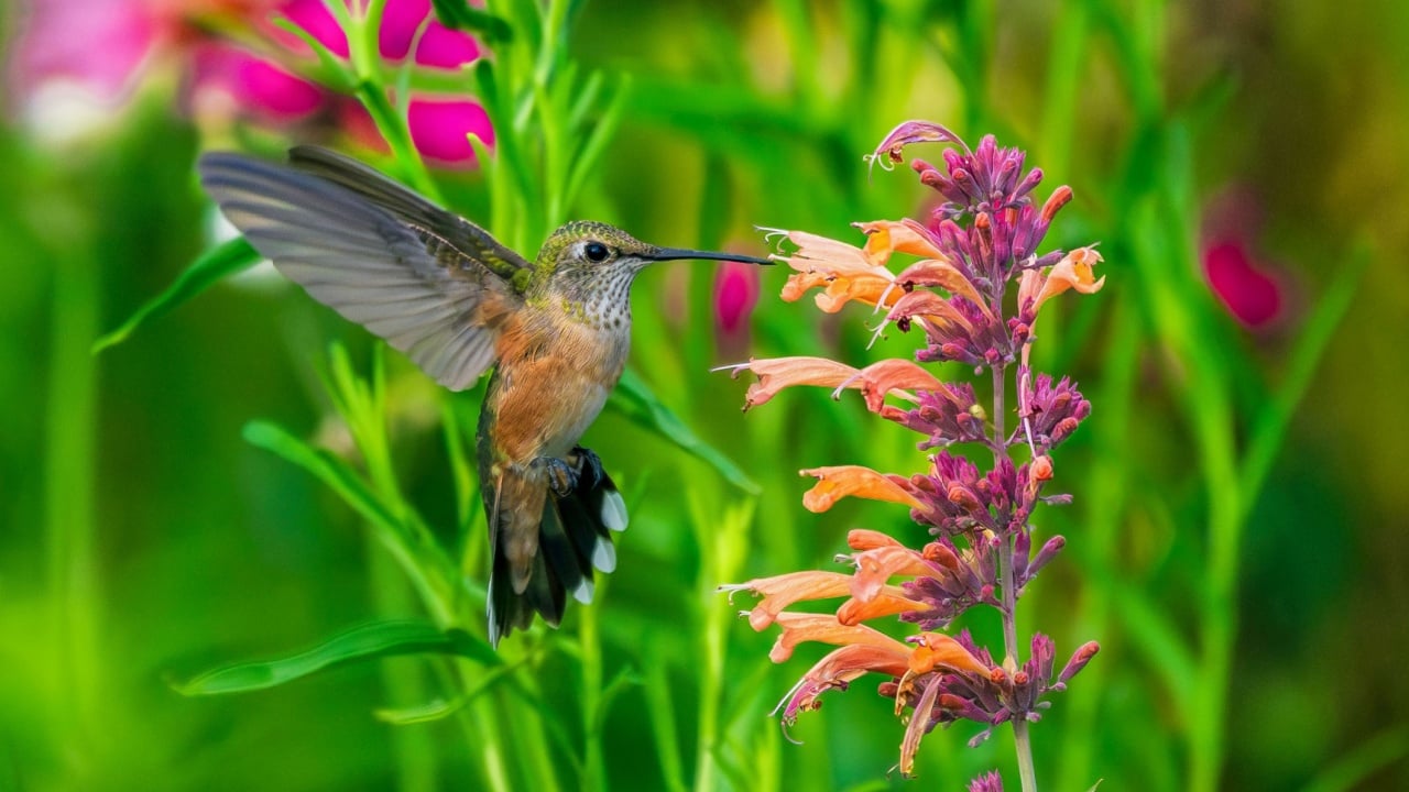 A female Broad-tailed Hummingbird hovering by Hummingbird Mint flowers (Agastache rupestris) in a colorful Summer garden.