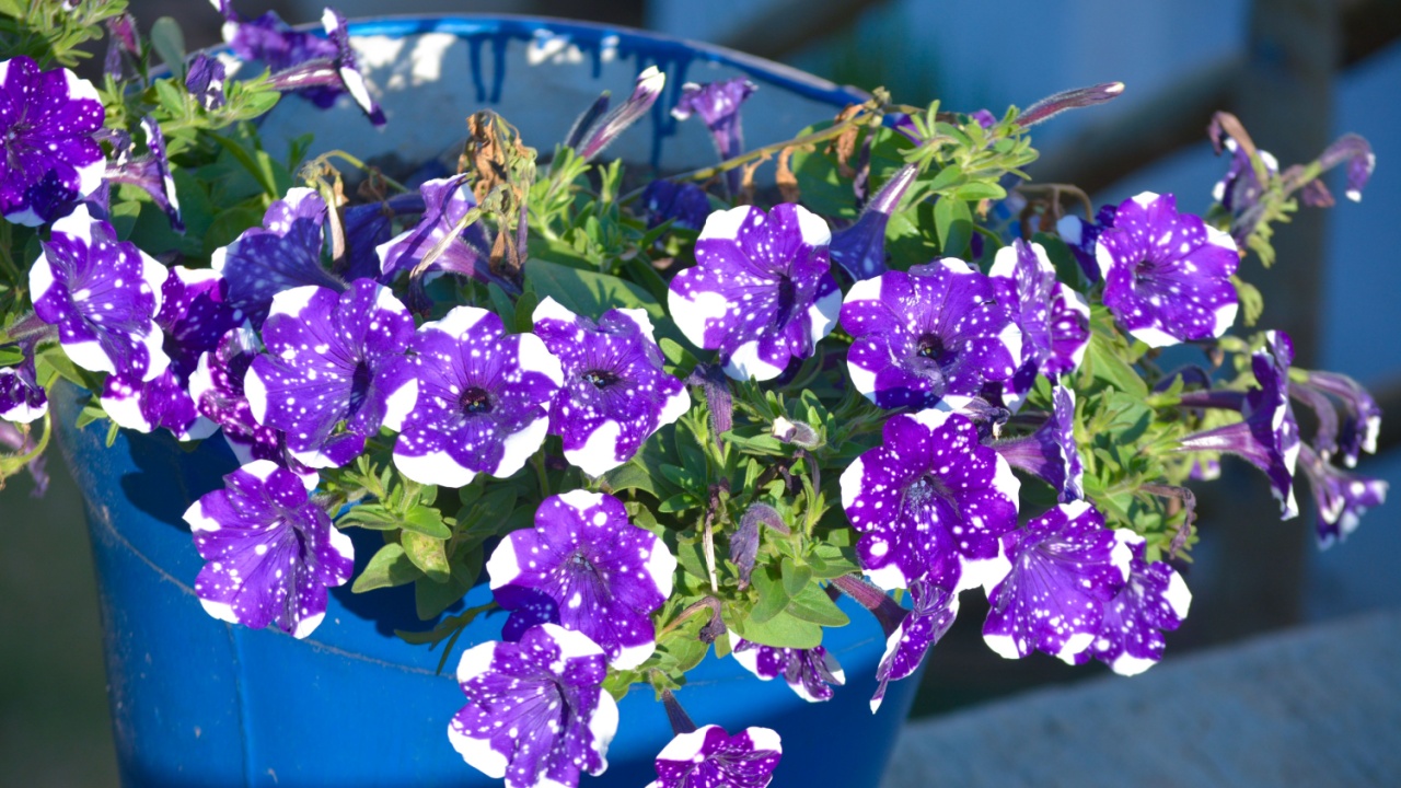 A large plastic bucket filled with vibrant lilac petunias (Petunia spp.), displayed outdoors under natural light. The bright flowers contrast with the green leaves, creating a fresh, colorful scene.