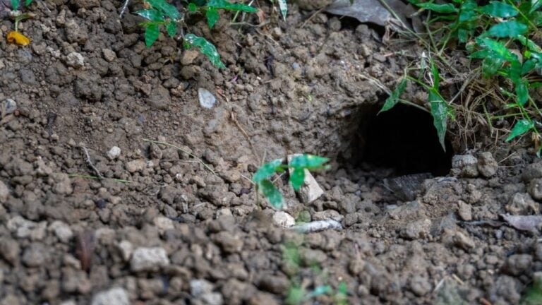 Witness the destructive impact of rats and other rodents as they create holes and burrows in the farmlands of Uttarakhand, causing significant production losses.