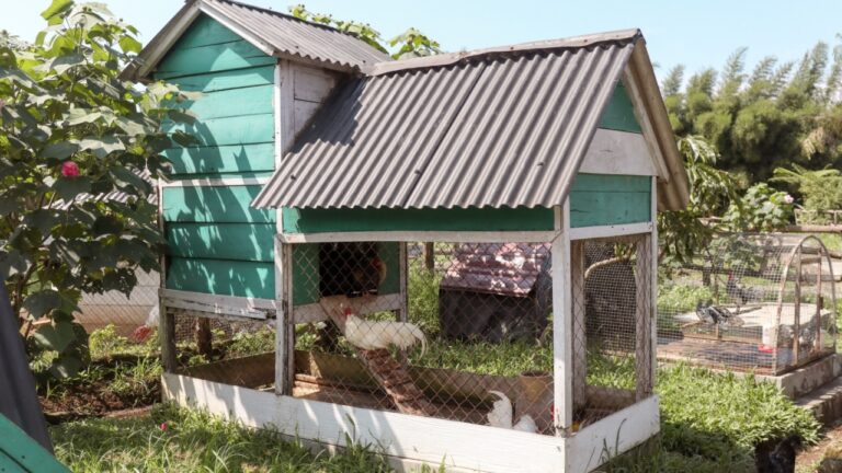 The chicken coop is shaped like a small green house in the courtyard.