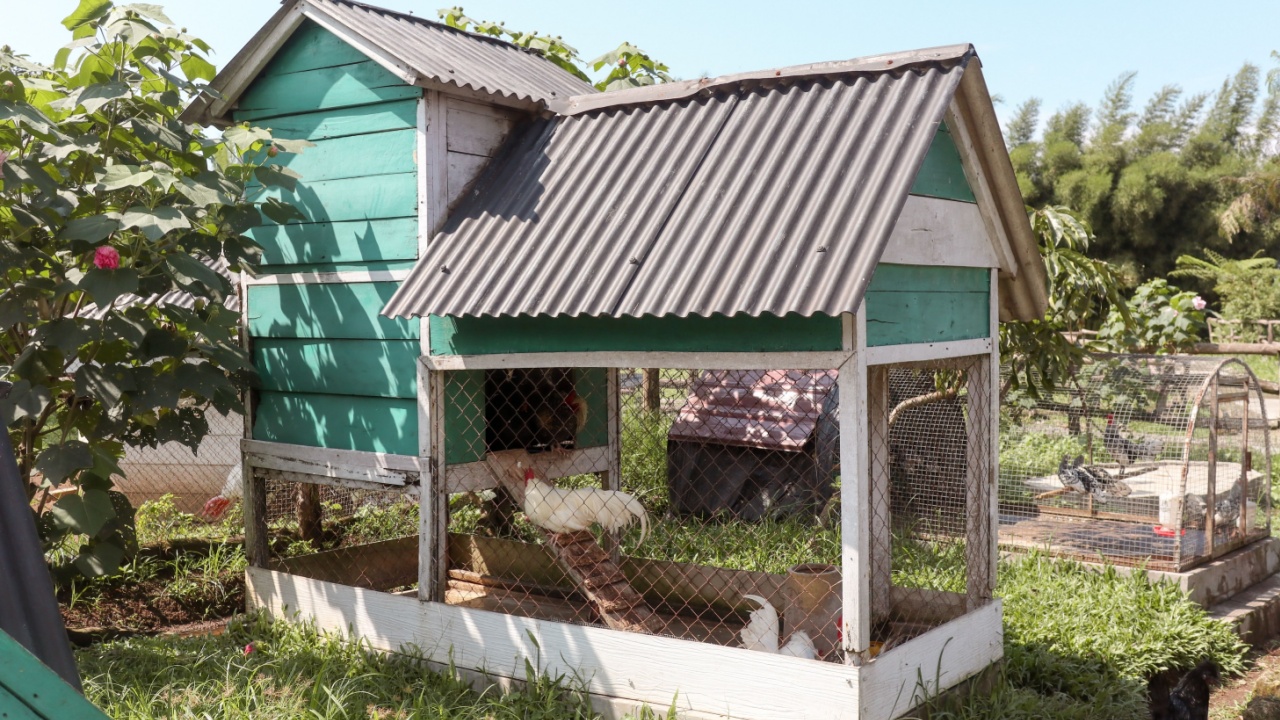 The chicken coop is shaped like a small green house in the courtyard.