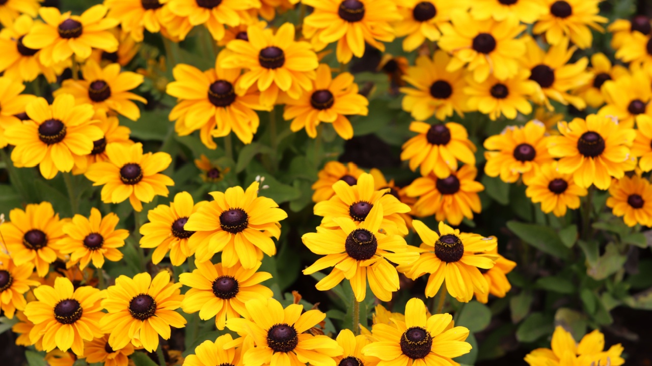 Masses of brown eyed susan or rudbeckia triloba flowers in a garden