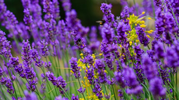 22 Plants That Make Your Garden Smell Heavenly