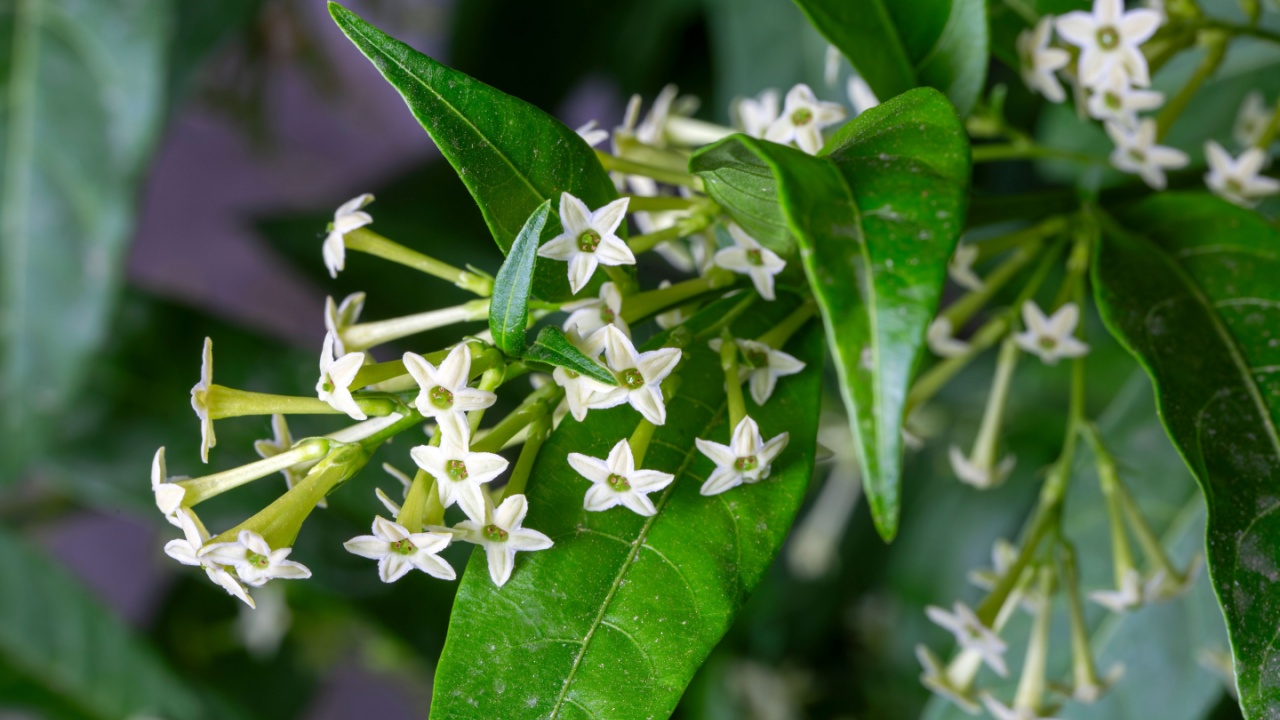 Cestrum nocturnum or Night Blooming Jasmine, the plant wich have scent in the night