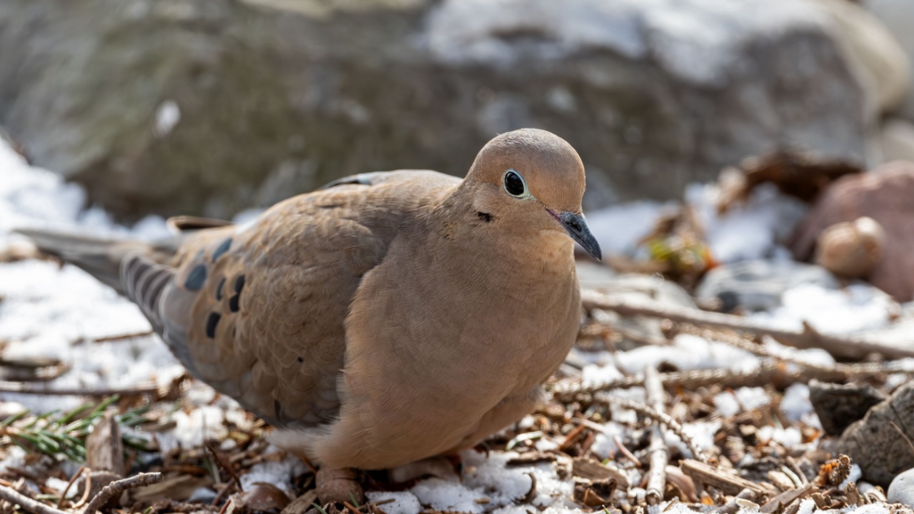 Mourning dove feeding on a cold winters day. 