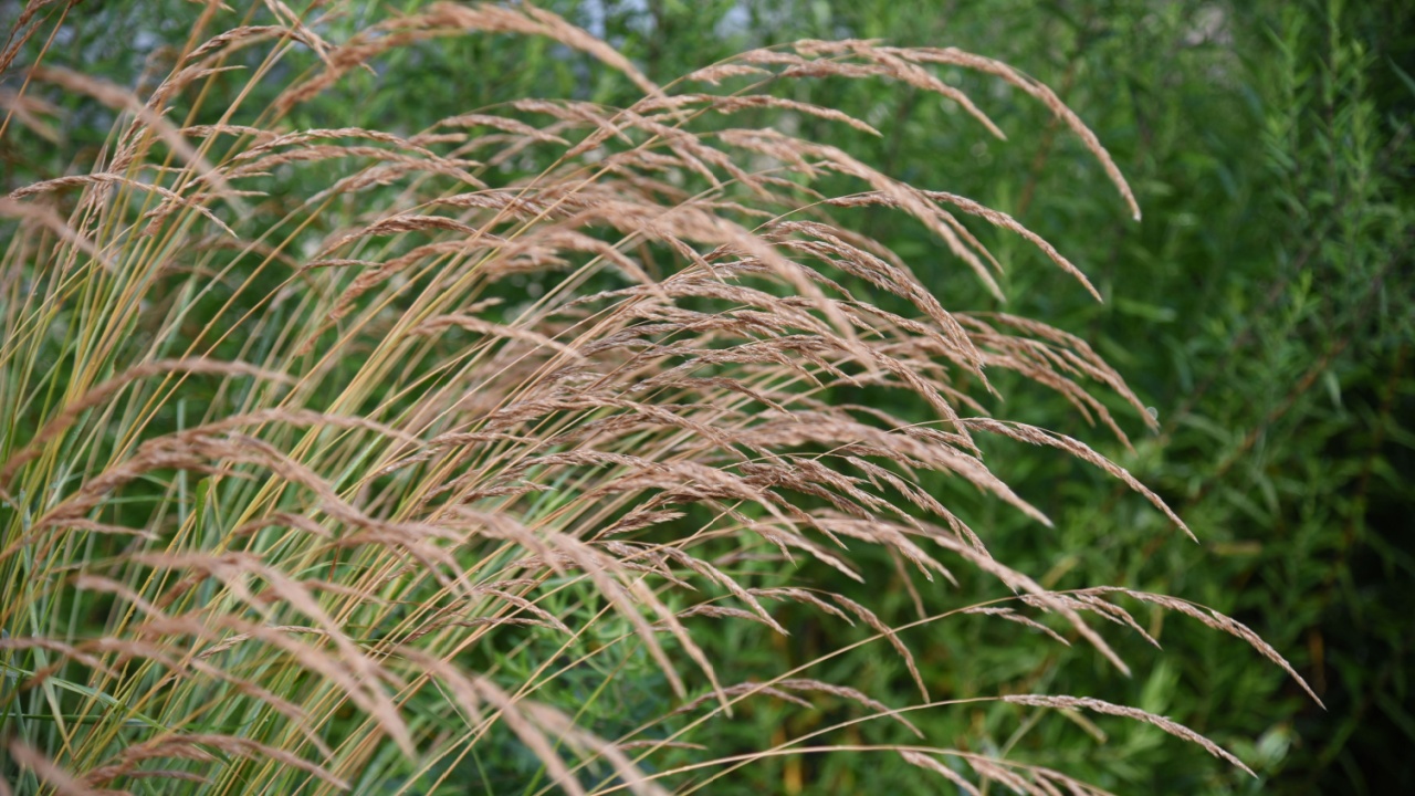 Calamagrostis acutiflora Karl Foerster grows and blooms in the garden in summer