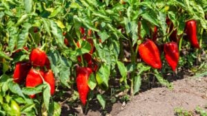 Red organic peppers growing in the garden