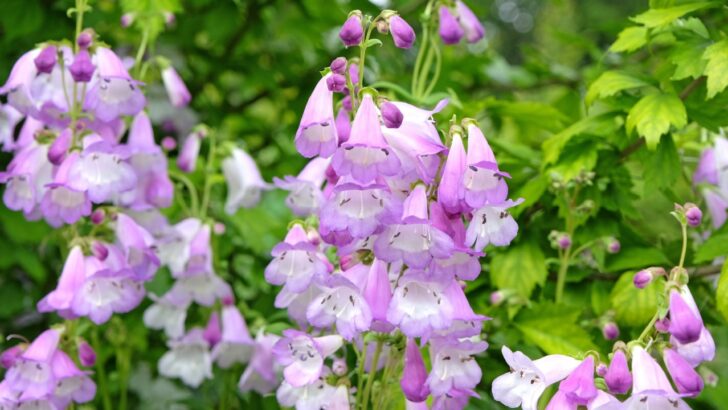 22 Perennials That Thrive Exceptionally on Neglect