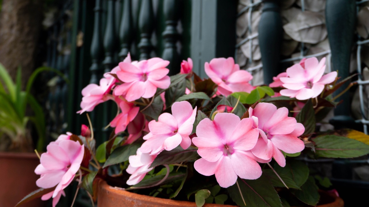 Impatiens flowering plants in the pot garden. Pale pink cultivar flowers. Balsam ornamental plant.