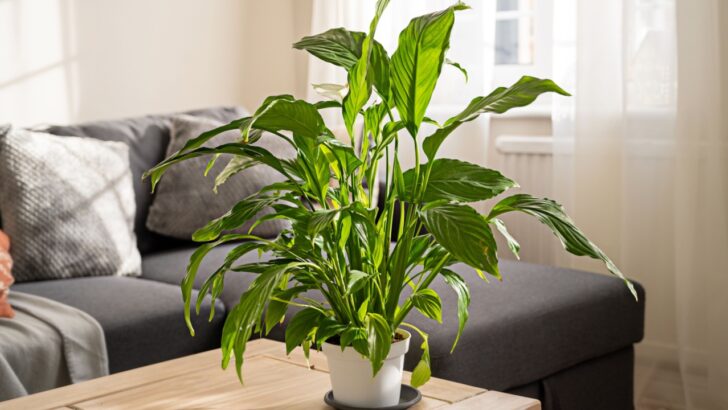 21 Plants That Grow in Little Light, Great for Dark Rooms