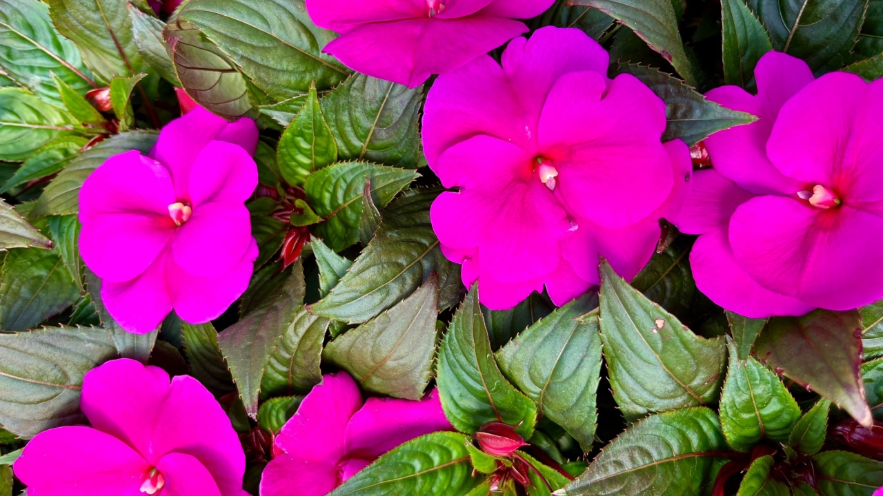 The top down view of new guinea impatiens flowers in full bloom.