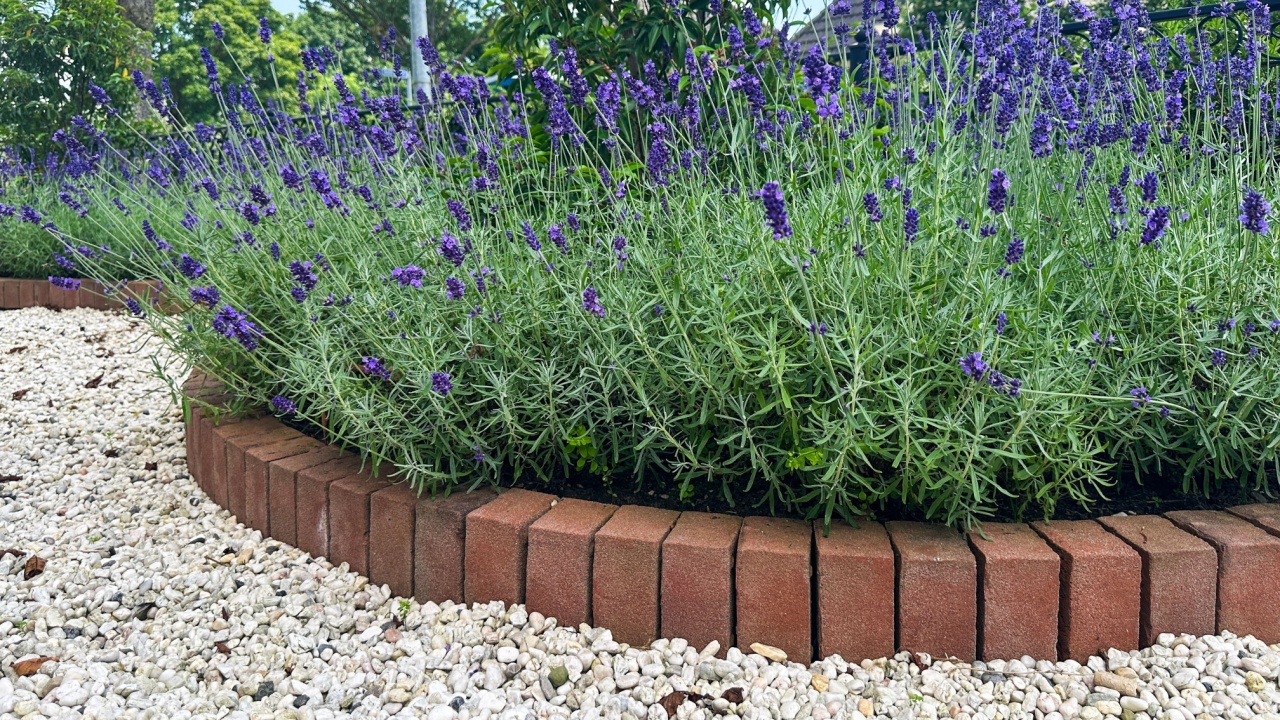 Lavender in a circular flower bed. The purple blooms contrast with the red brick edging. A light gravel pathway surrounds the bed, enhancing the Mediterranean-style garden design