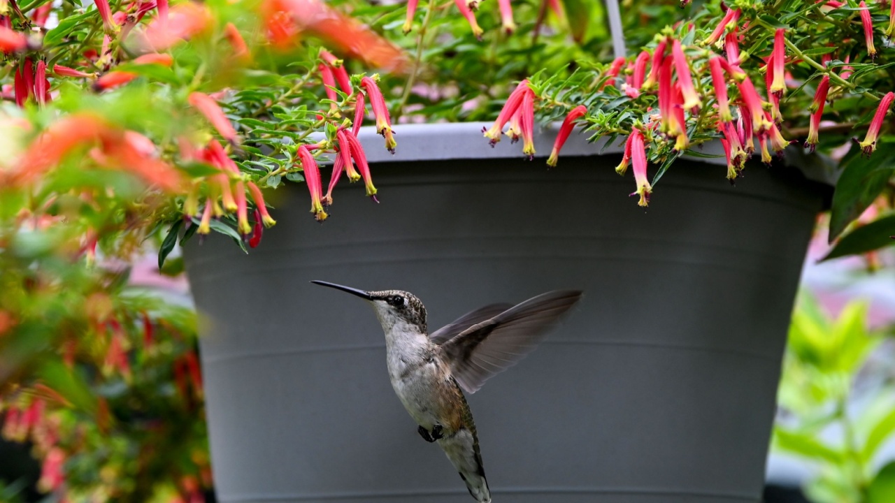 A dainty little hummingbird flying in for some nectar from a Honeybells plant flowering in a grey hanging pot flower on a warm summer evening on the North Fork of Long Island, NY.