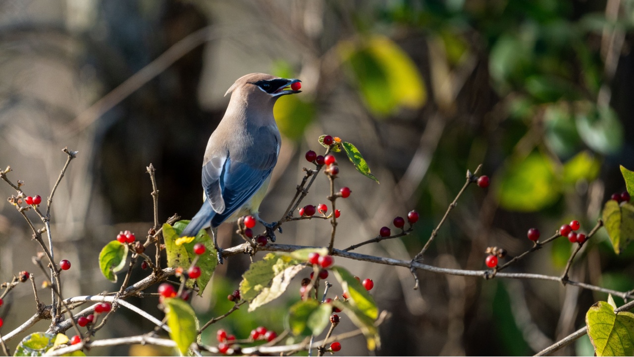 A bird on berries in a tree branch