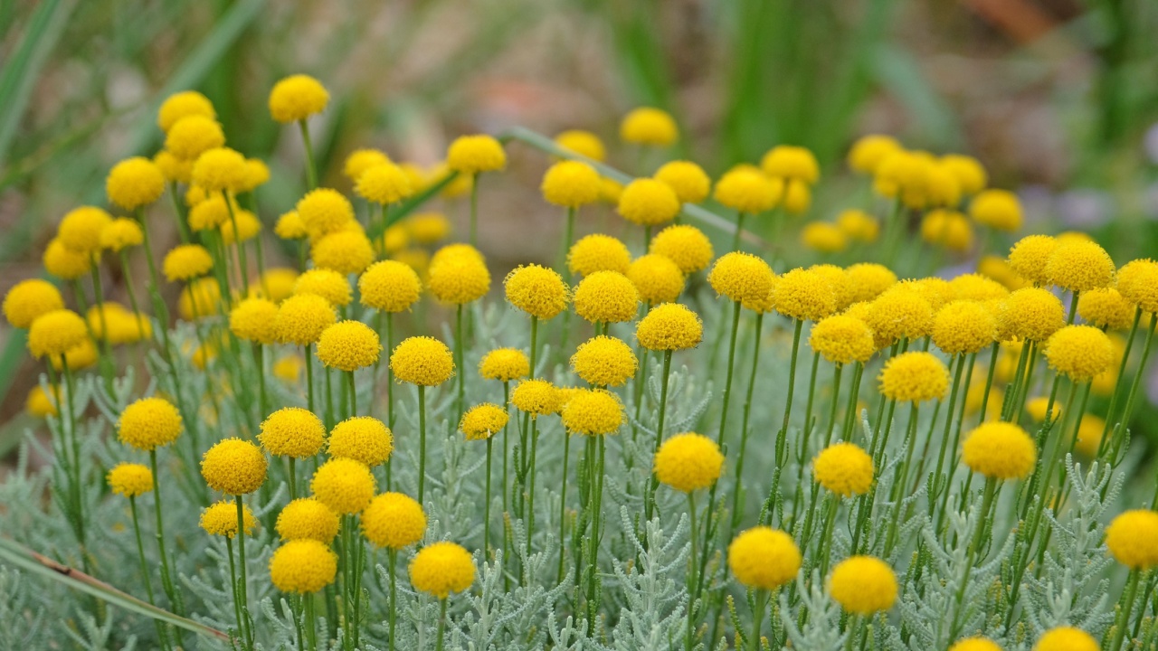 Yellow balls of Santolina chamaecyparissus, also known as cotton lavender, in flower. 